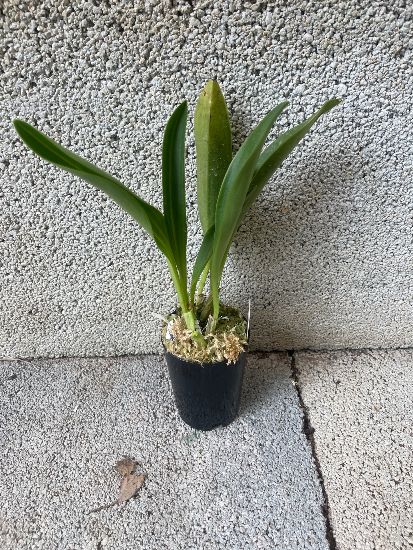 Masdevallia Tiger Kiss ‘GRR’