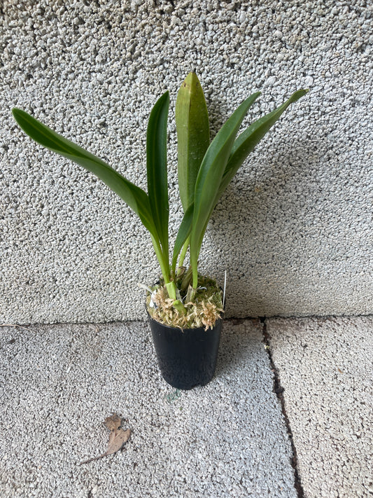 Masdevallia Tiger Kiss ‘GRR’