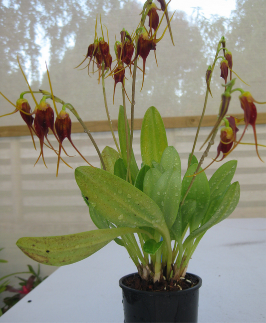 A cluster of Masdevallia schlimii flowers on a single spike. The small, bell-shaped blooms are a dark red-brown with bright yellow-orange tips and long tails.