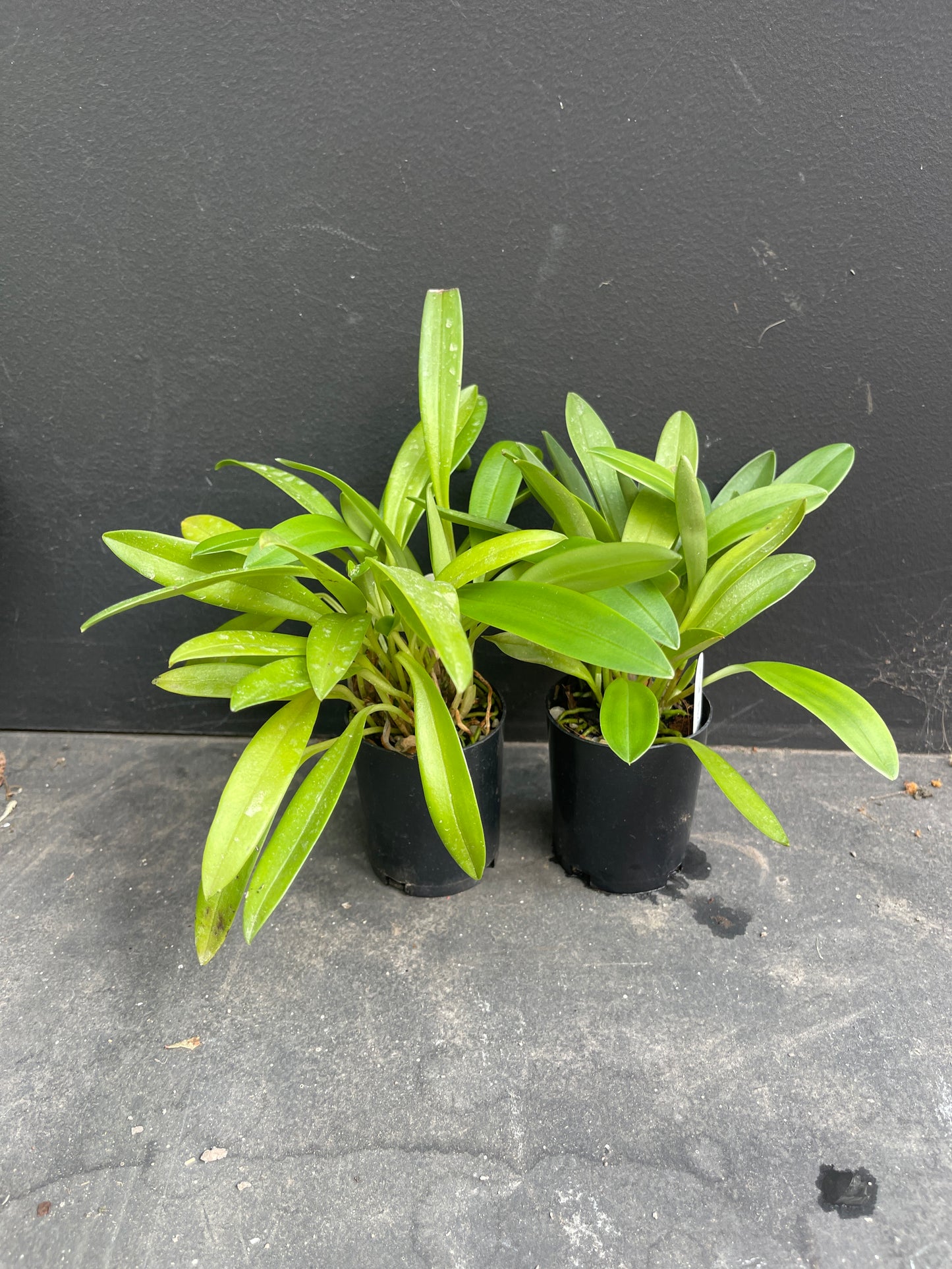 Masdevallia Partizan ‘Wine Stripes’ – Compact Hybrid