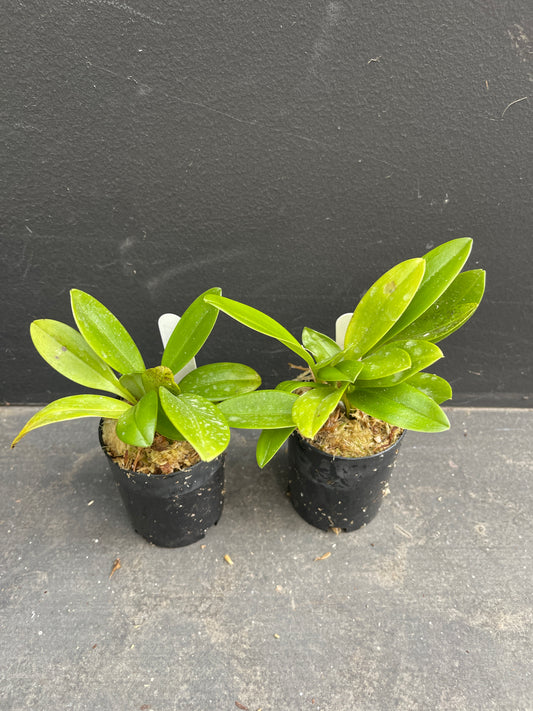 A compact Masdevallia Bright Spice plant with healthy green leaves, growing in a small pot.