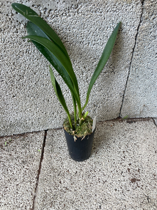 Masdevallia Curacao ‘Finn’
