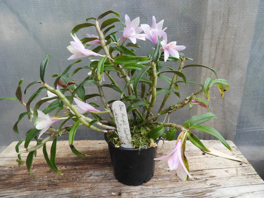 Dendrobium Mingle's Sapphire x cuthbertsonii