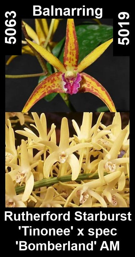 Dendrobium Balnarring — Rutherford Starburst 'Tinonee' × spec 'Bomberland' AM