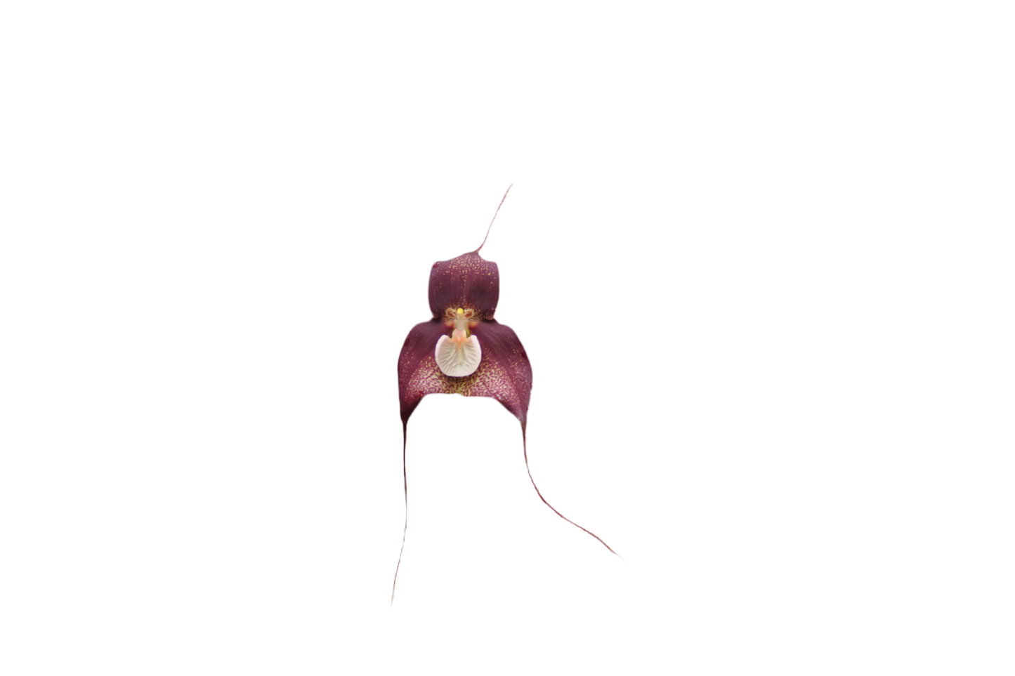 Dracula Spectre