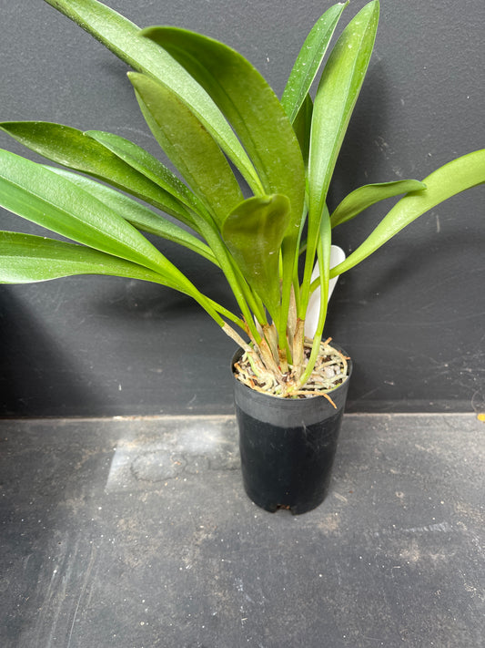 Masdevallia King of Kings ‘Sequalo’ AM/AOC entire plant, clump-forming habit in a pot.