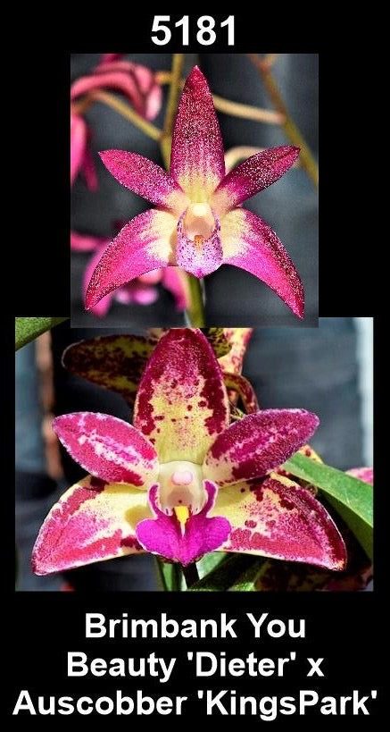 Dendrobium Brimbank You Beauty 'Dieter' × Auscobber 'Kings Park' parent plants showing contrasting flower forms — photographs show parent plants