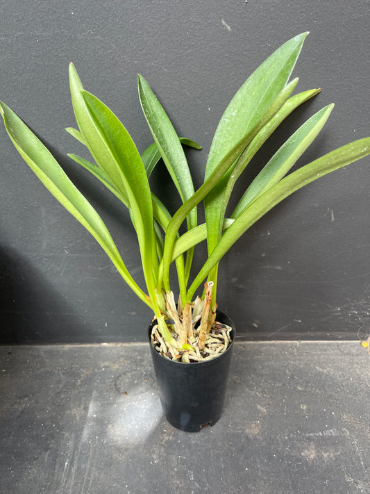 Masdevallia Santiago ‘Cape View’ entire plant, clump-forming habit in a pot.