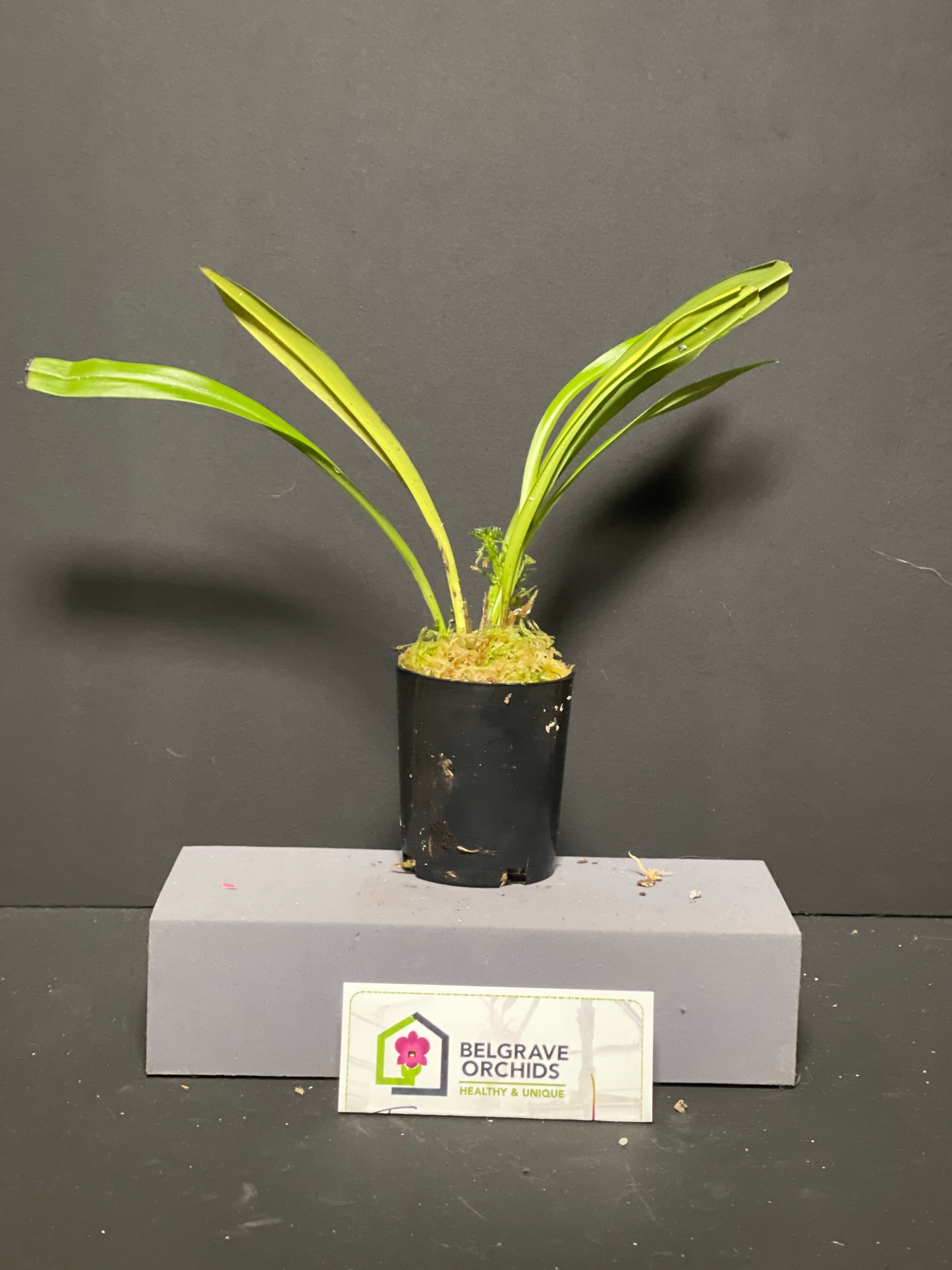 Dracula ripleyana plant in cultivation showing upright pleated foliage