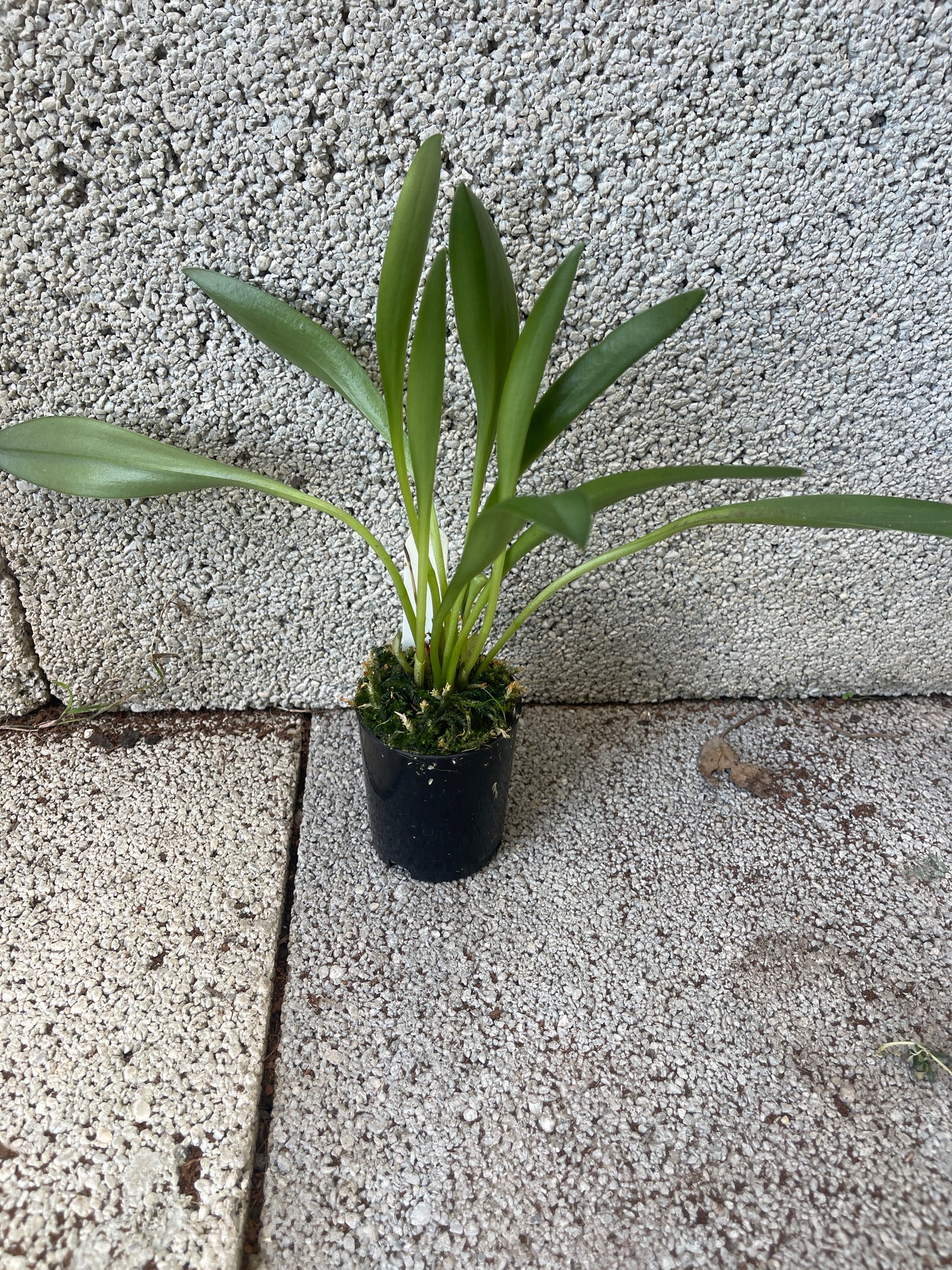 Masdevallia Partizan ‘Cinnamon Stripes’ HCC/AOC
