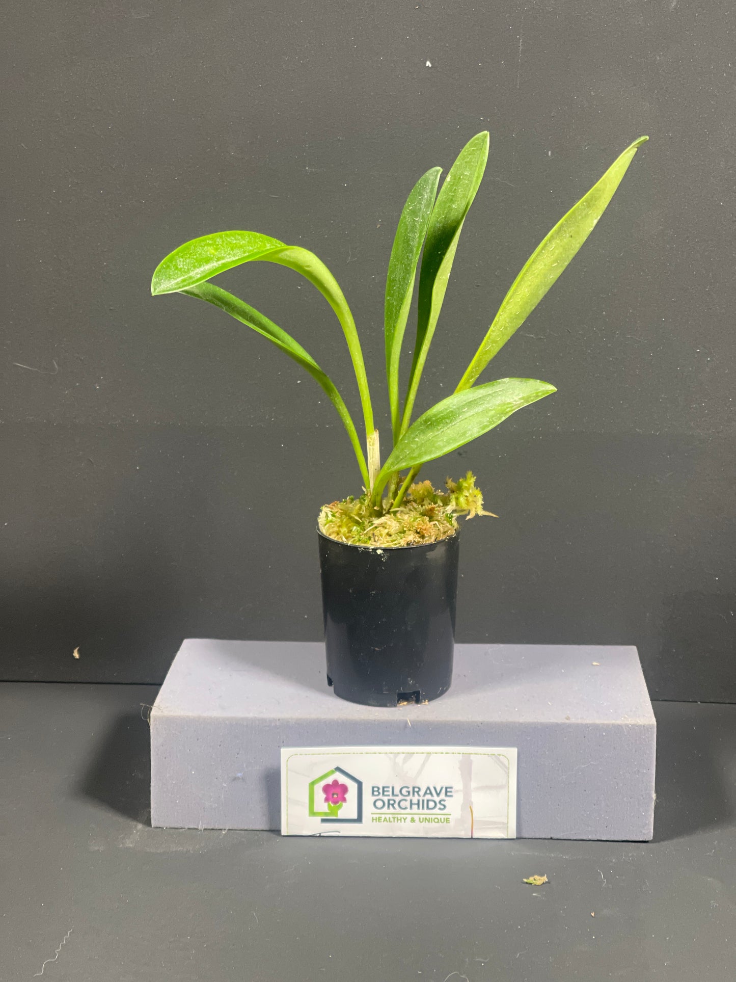Masdevallia Sundancer 'Peats Ridge' HCC/AOC plant showing compact upright foliage in cultivation