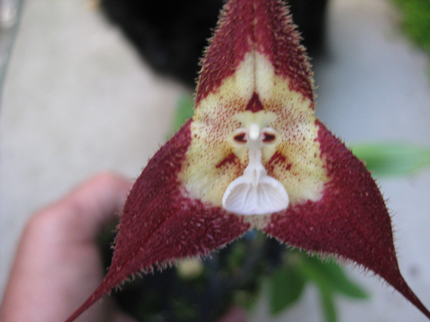 Dracula tubeana: Grow the Magnificent Tubed-Shaped Orchid | Rare Epiphyte