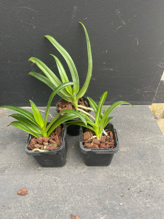 Sarcochilus (Melody Mel x Cherie Snow) x Bunyip