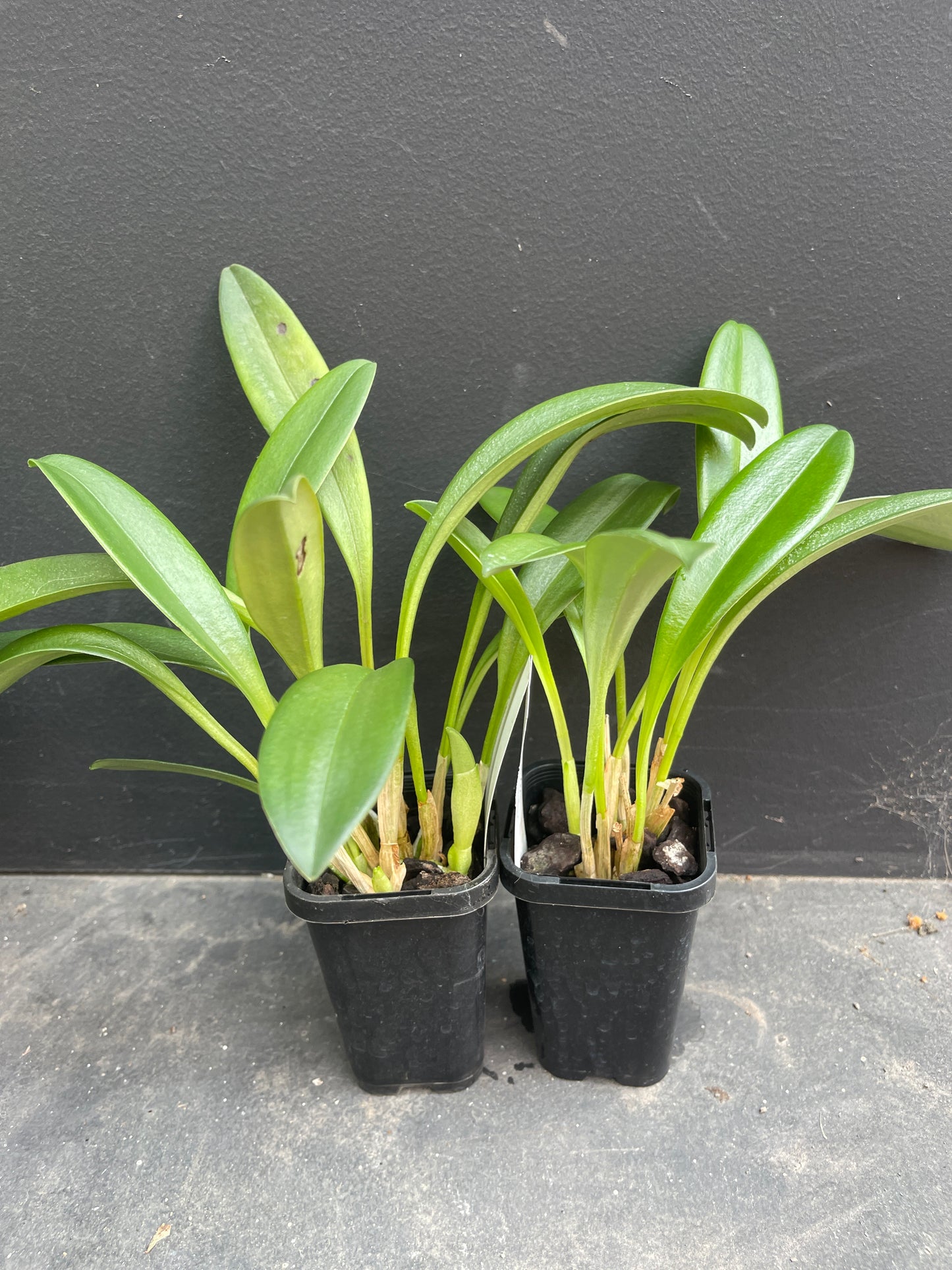 Small green plants in black pots on a dark surface