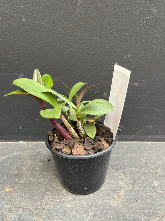 A small, healthy Dendrobium hybrid seedling in a black nursery pot with a detailed plant tag.
