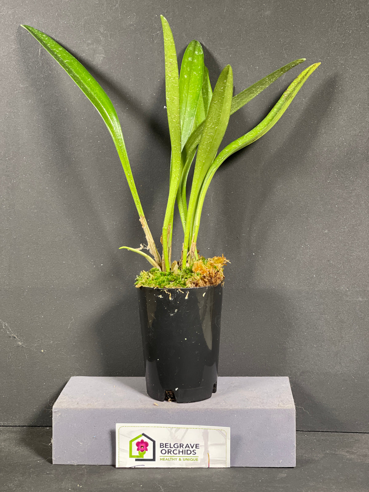 Masdevallia veitchiana 'Prince de Galle'