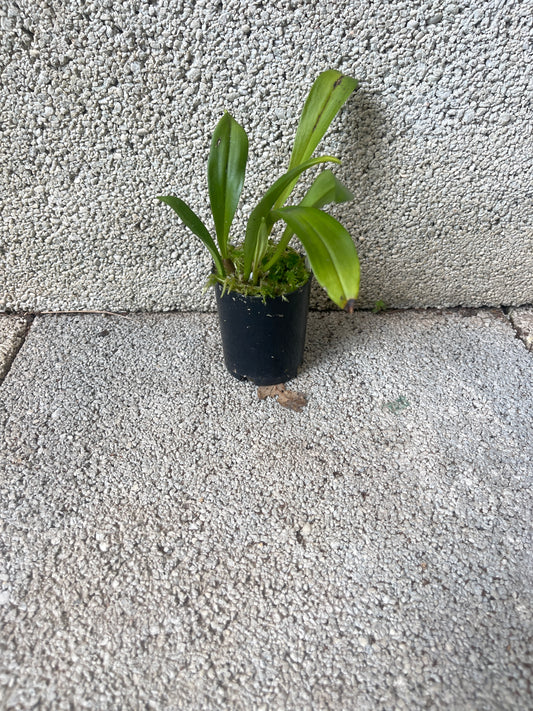 Dracula vampira #3 plant showing compact upright pleated foliage in cultivation