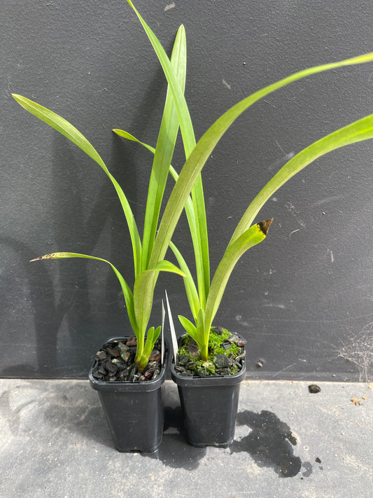 Small potted plants with long green leaves against a dark background