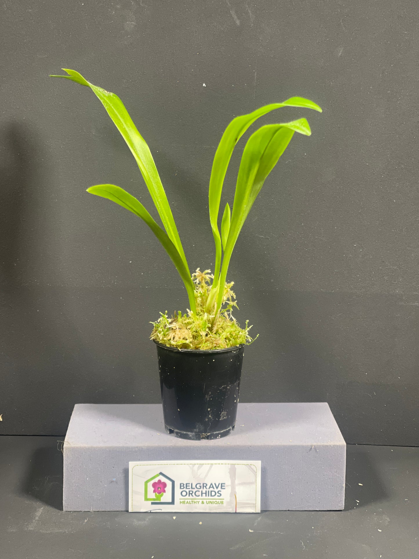 Dracula Transylvania orchid – Dracula gigas × vampira primary hybrid, division