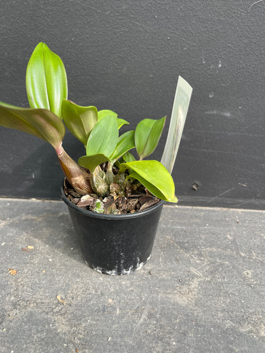 A medium-sized Dendrobium plant with a well-established growth habit in a black nursery pot.