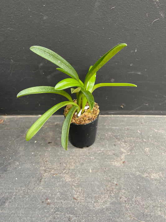 A compact Masdevallia coriacea plant with healthy green leaves in a small pot.
