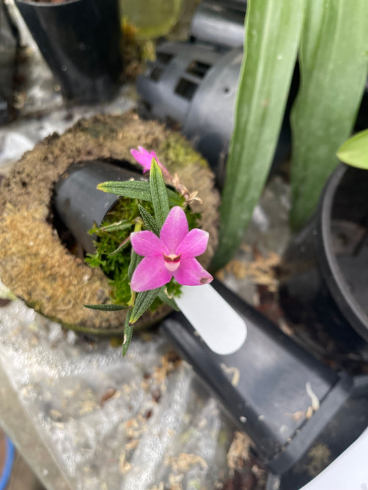 Dendrobium cuthbertsonii - Pink #2