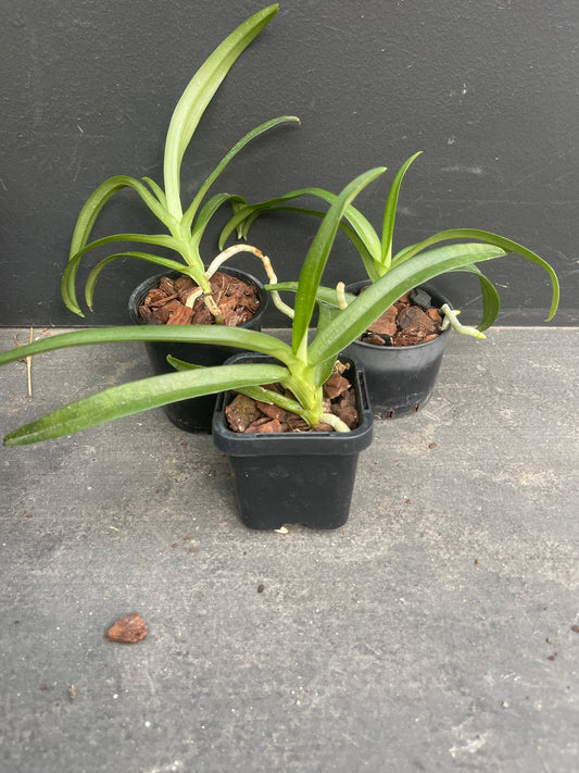 Sarcochilus Heidi x (Fairy x Zoe)