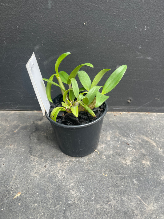 Dendrobium 'Mem Alicia 'Kings Park' x Starsheen 'Botanic Fireworks''