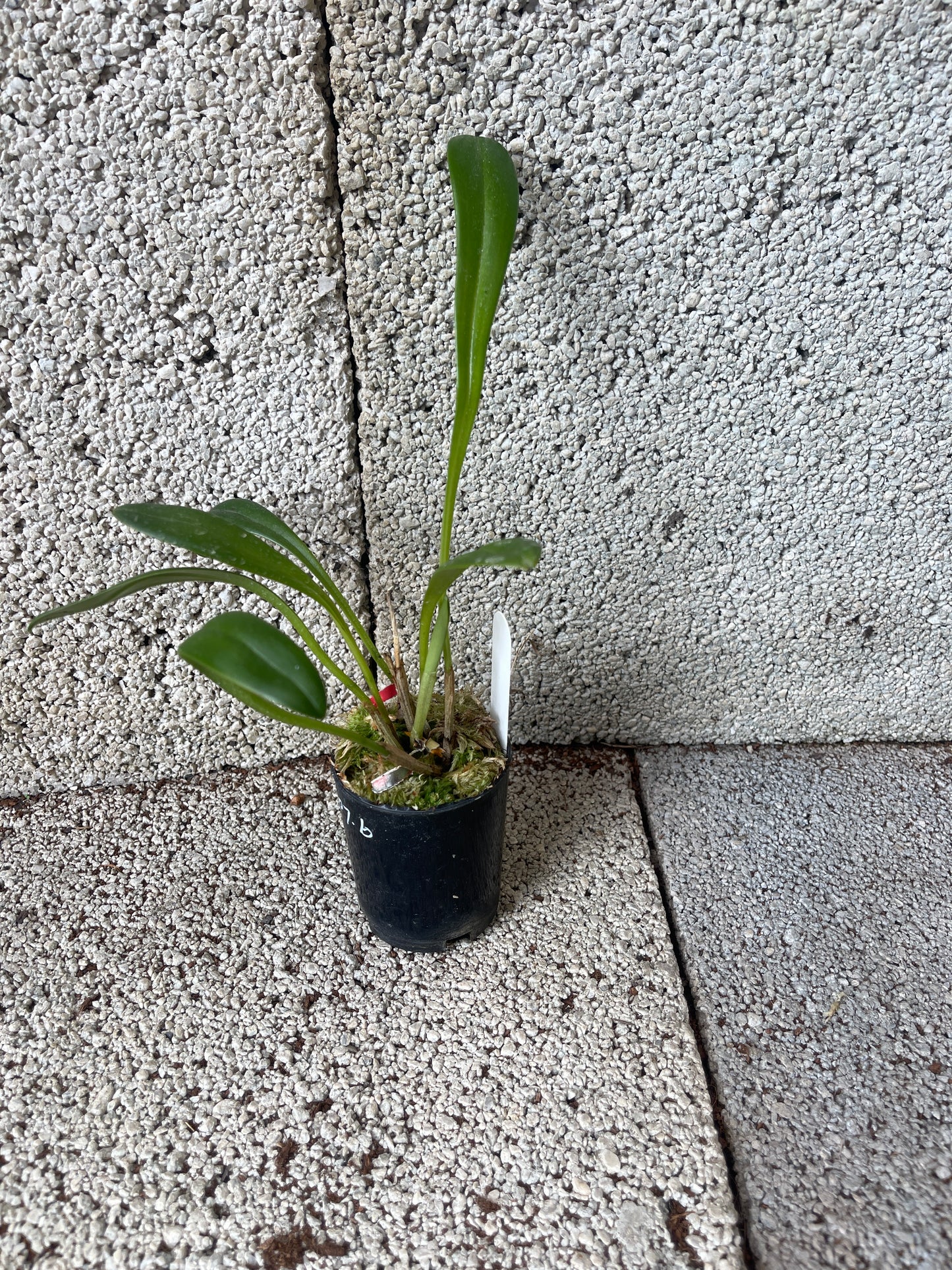 Masdevallia Mary Staal ‘Golden Gate’