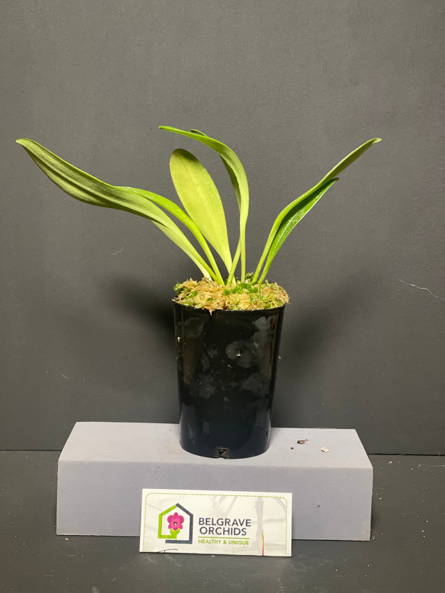 Masdevallia Kimballiana 'Yellow Doll' HCC/OSCOV plant showing compact upright foliage in cultivation