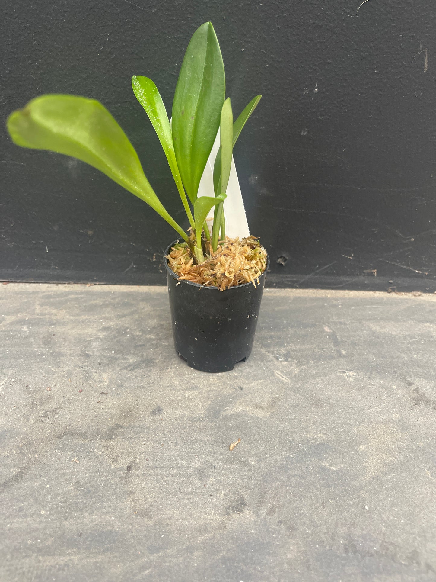 Masdevallia Mem. Horrie Foster-Johnson 'Beenak' AM/AOC