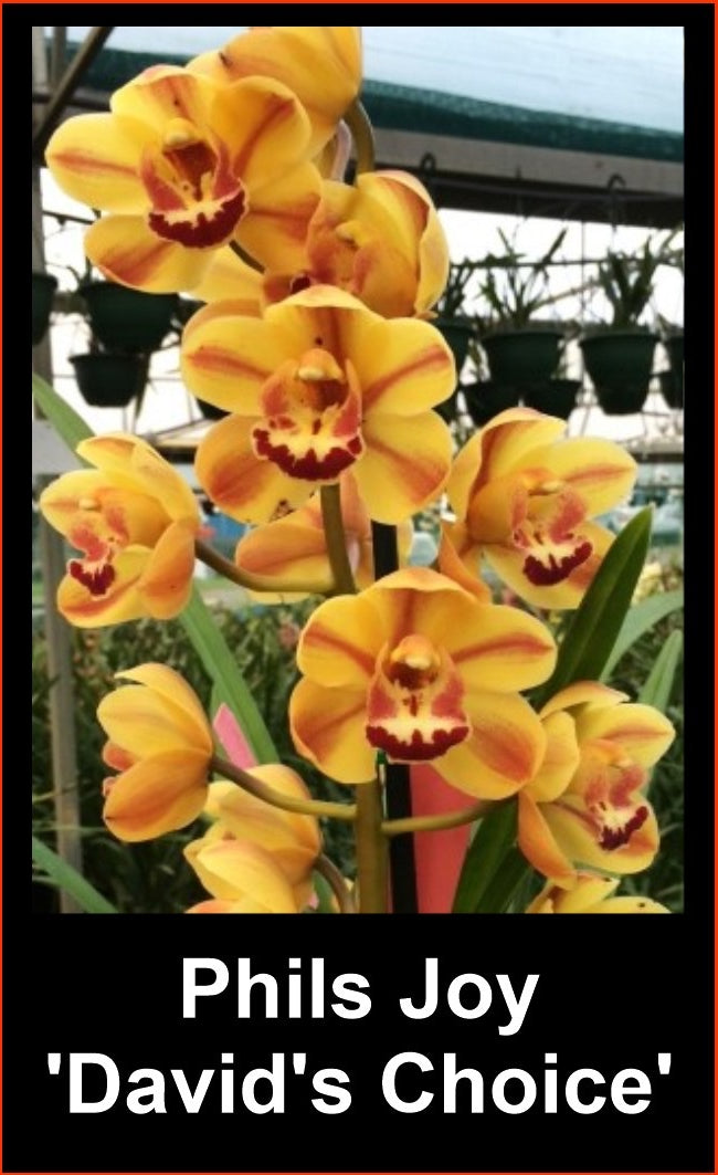 Cymbidium Phil's Joy 'David's Choice'
