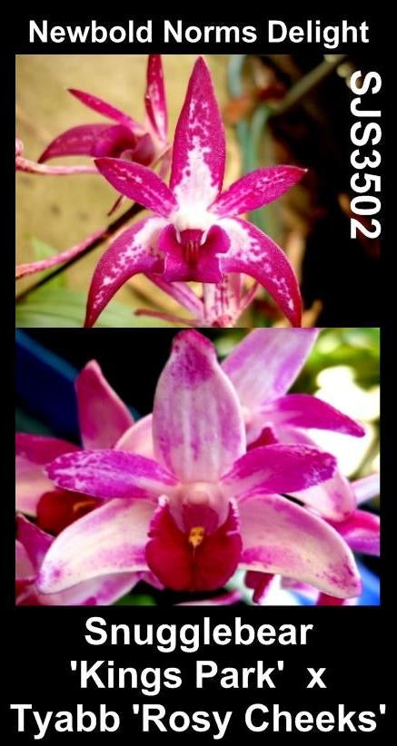 Dendrobium Newbold Norm's Delight parent plants showing Snugglebear 'Kings Park' and Tyabb 'Rosy Cheeks' flowers — photographs show parent plants