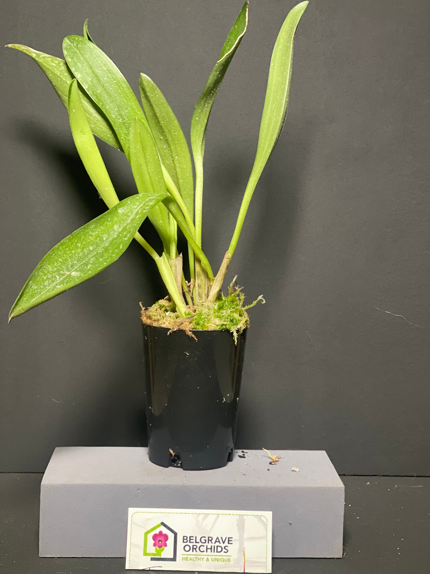 Masdevallia Tiger Kiss 'GRR' plant showing compact upright foliage in cultivation