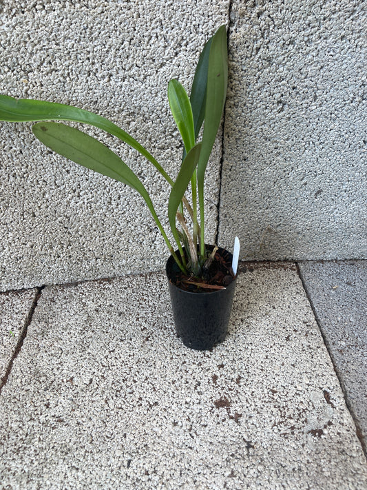 Masdevallia coccinea f. harryana ‘Colombian Queen’