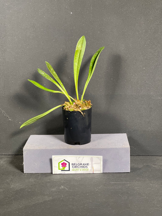 Masdevallia Hugh Rogers 'Stripes'