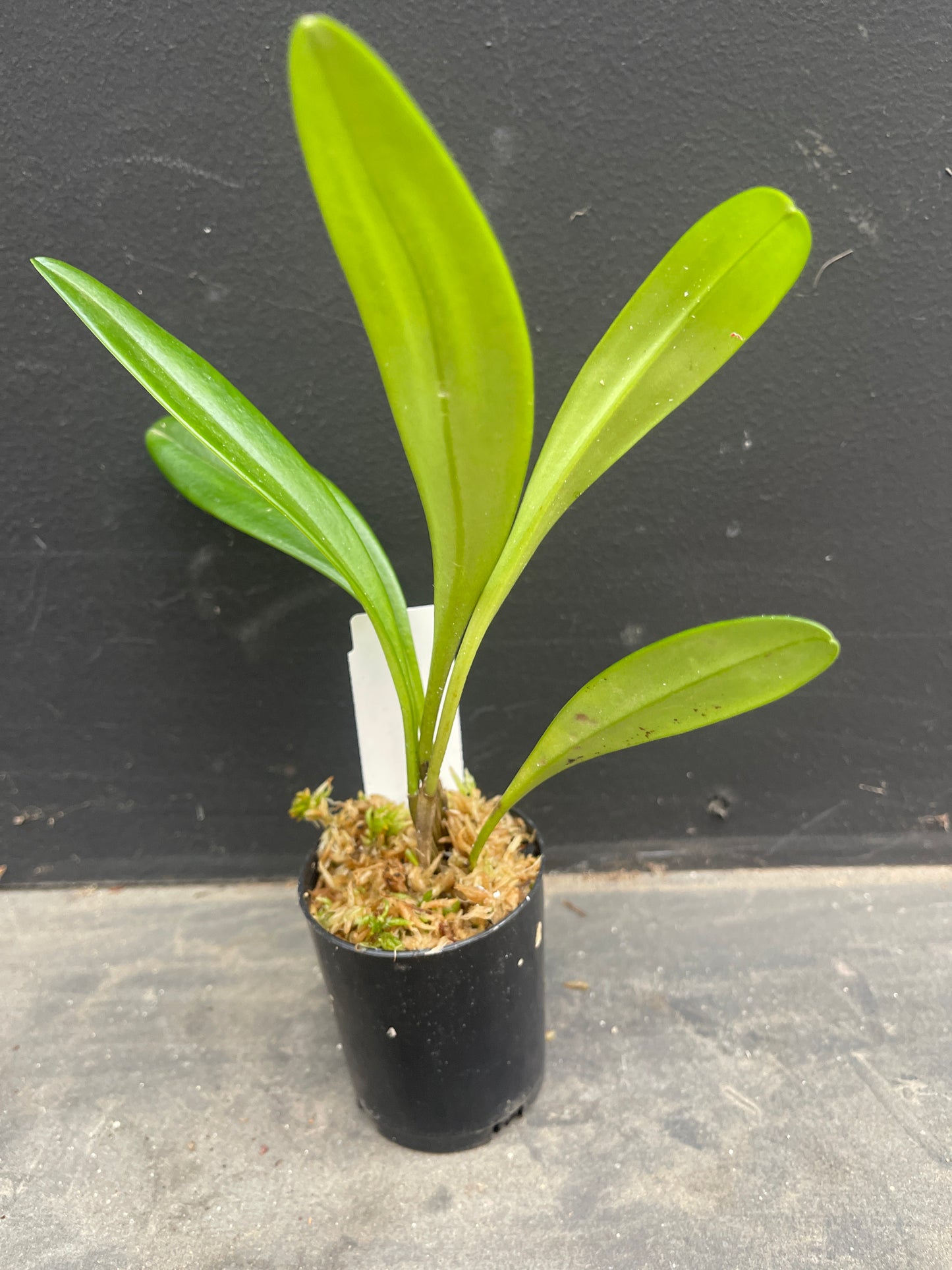Masdevallia Bella Donna 'Snow Cap'