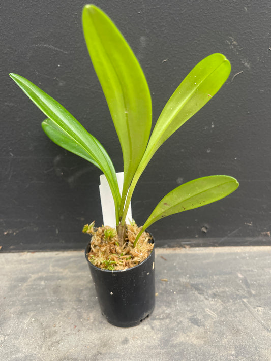 A compact Masdevallia Bella Donna 'Snow Cap' plant with healthy green leaves in a black nursery pot.