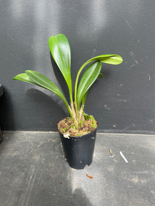 Masdevallia coccinea 'Alba' – Pristine White Andean Orchid