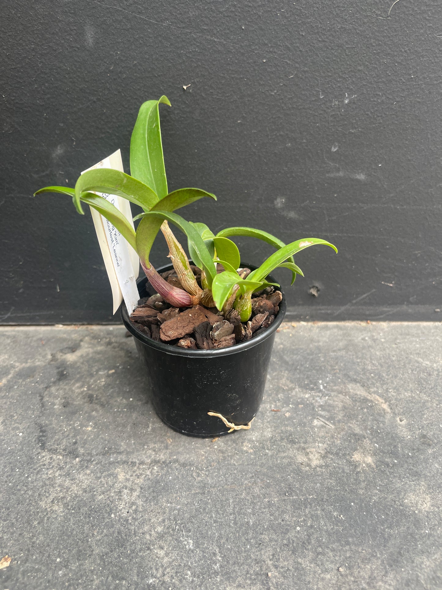 Dendrobium 'Stunning 'Kim' x Aust. Colourfest 'Leanne'