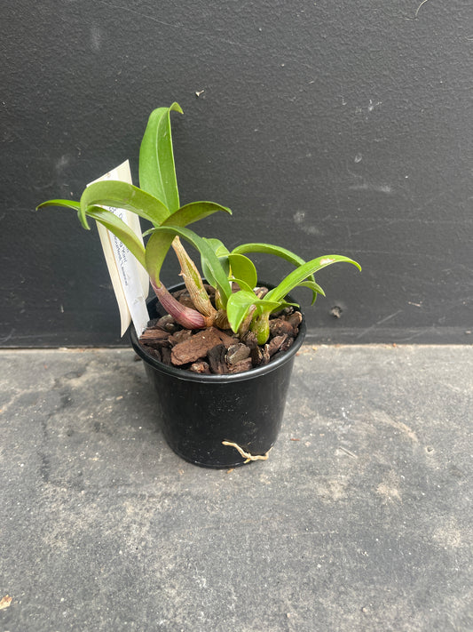 Dendrobium 'Stunning 'Kim' x Aust. Colourfest 'Leanne'