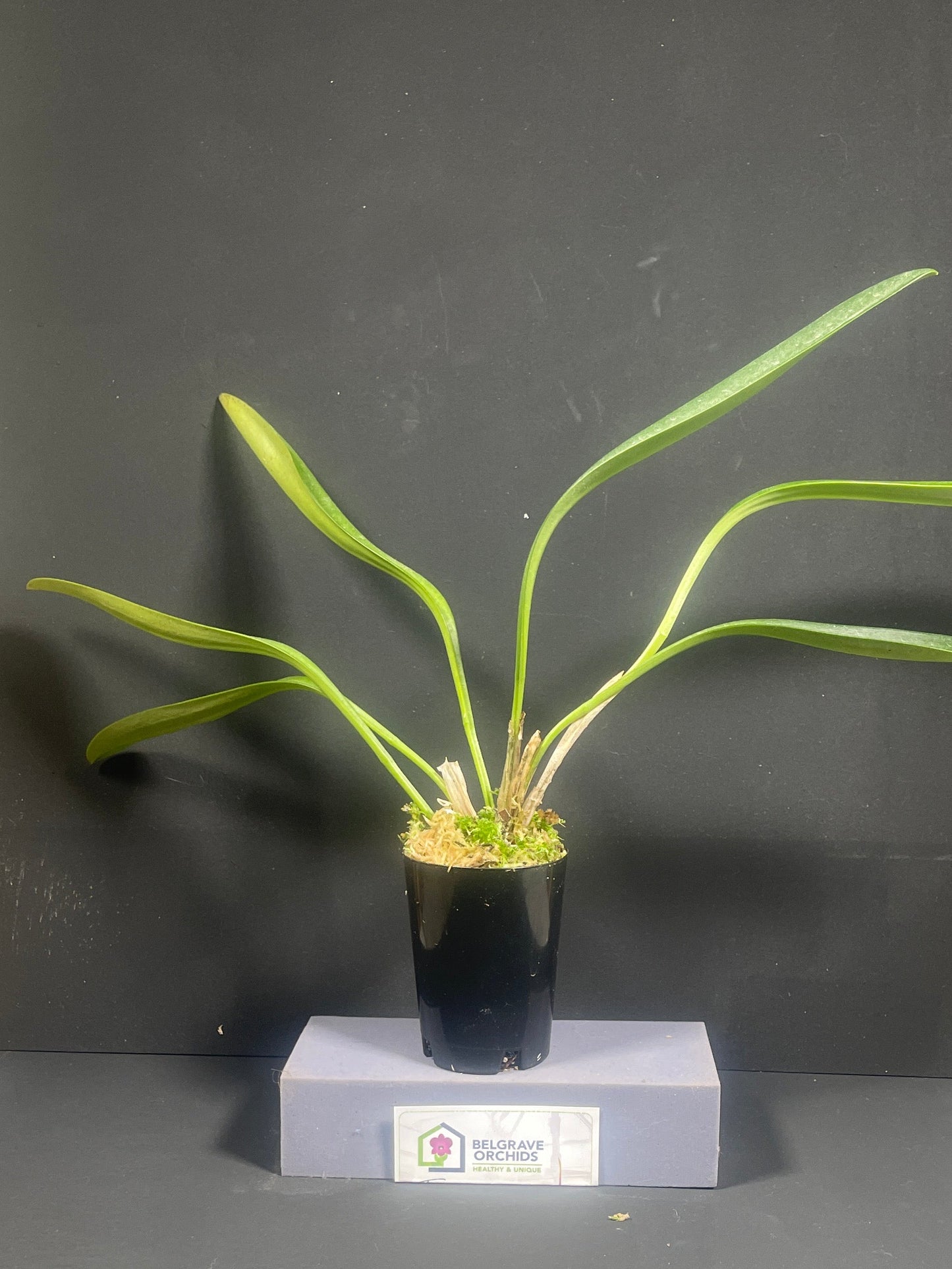 Masdevallia Falcata 'Inferno'