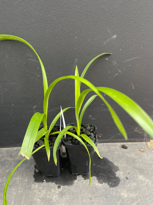 Small green plant in a pot on a dark surface