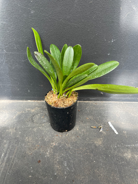 Masdevallia Vin Rouge ‘Raisin Wine’ – Burgundy and Yellow Orchid