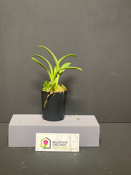 Masdevallia coriacea 'Red Baron' plant showing compact upright foliage in cultivation