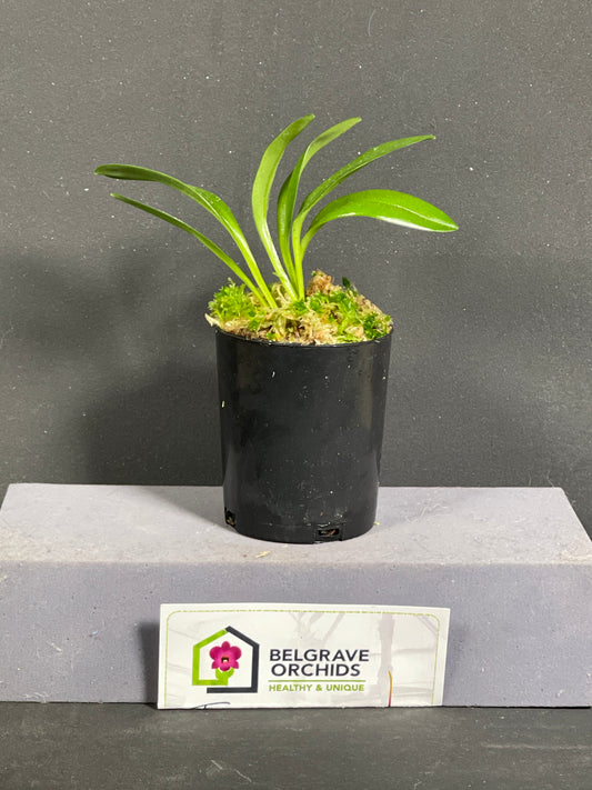 Masdevallia Pichincha 'Cape View' AM/AOC