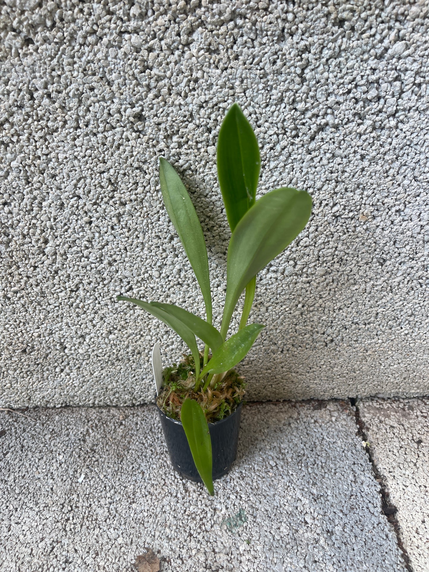 Masdevallia Sundancer 'Peats Ridge' HCC/AOC plant showing established division with compact upright foliage