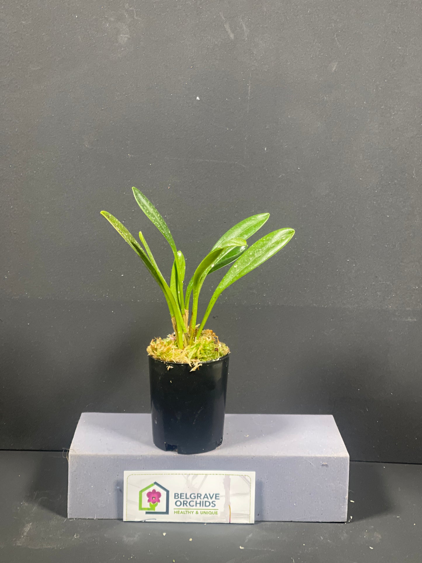 Masdevallia coccinea f. alba 'White Squall' plant showing compact upright foliage in cultivation