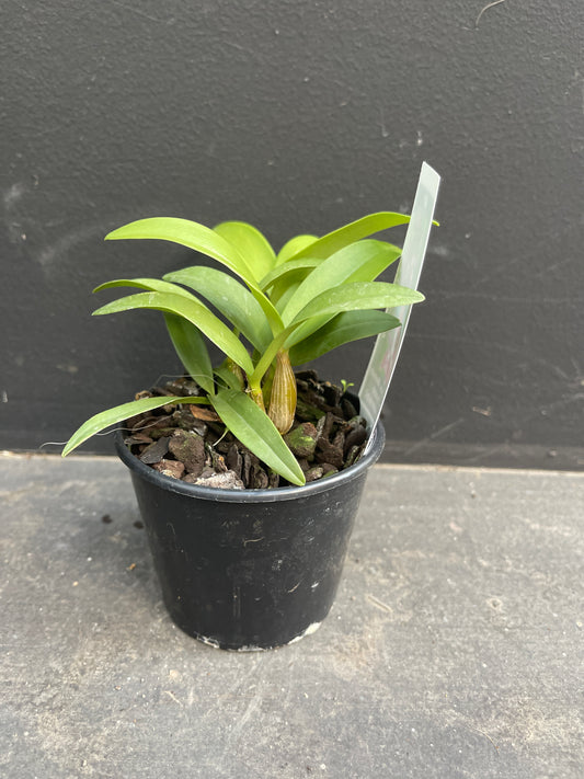 A medium-sized Dendrobium hybrid plant with multiple healthy canes in a black nursery pot.