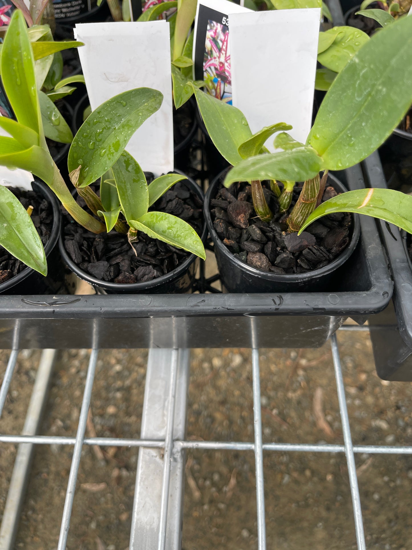Dendrobium Graham Hewitt 'Kim' × Starsheen 'Botanic Fireworks' seedling in nursery pot at flowering size